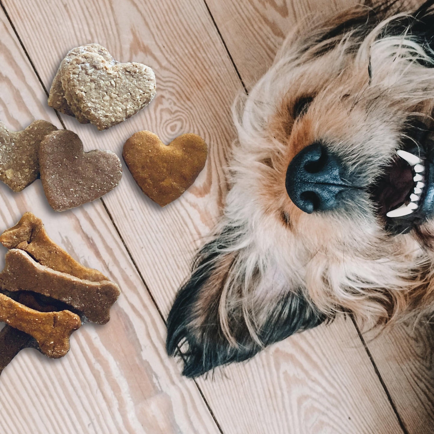 Make Your Own Dog Treat Kit - Hapinest